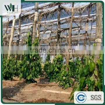 Vietnam Best Herb - Black Pepperseed 550gl 500gl With Good Price photo-4