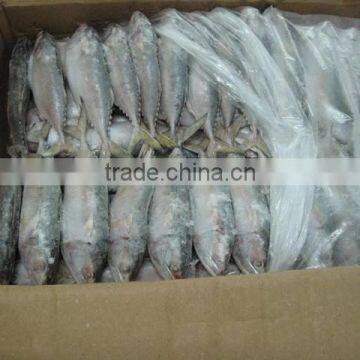 Indo Pacific Mackerel ( Short Body Mackerel) photo-5