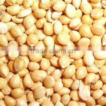 Yellow Millet In Husk Market Price