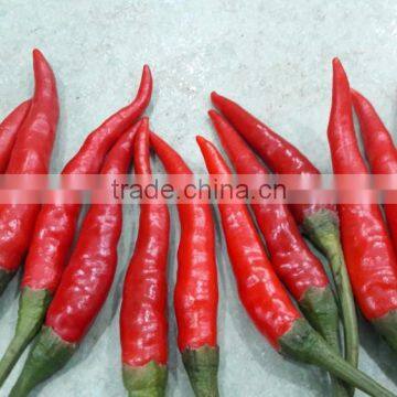 VIETNAM RED HOT PEPPER CHILLI +84963818434 whatsapp