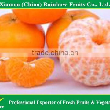 2015 high quality fresh Chinese sweet baby mandarin orange with competitive price