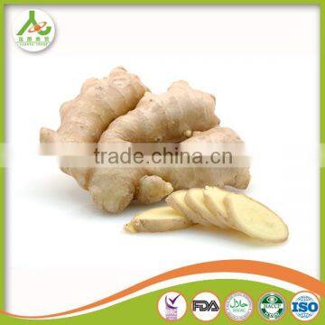 Professional Ginger Supplier Fresh Old Ginger photo-3