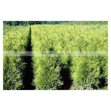 Thuja Brabant Occidentalis Woody Plants