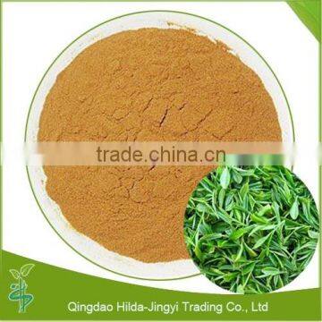 Hot sale green tea extract / green tea extract powder