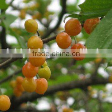 Cherry tree seedling