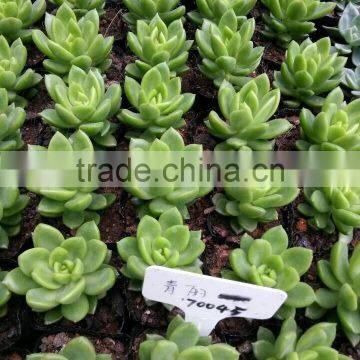 Potted or unrooted indoor plants succulents bonsai