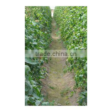 Potassium Humate Organic Fertilizer for Industry Petroleum Driling photo-6