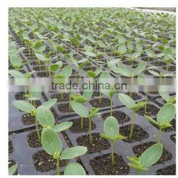 Factory in Zhejiang China Fast Delivery Competitive Price Square Seed Tray photo-3
