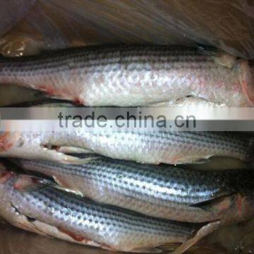 canned fish frozen mullet