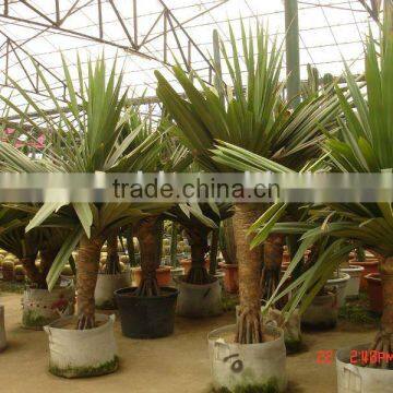 pandanus utilis trees