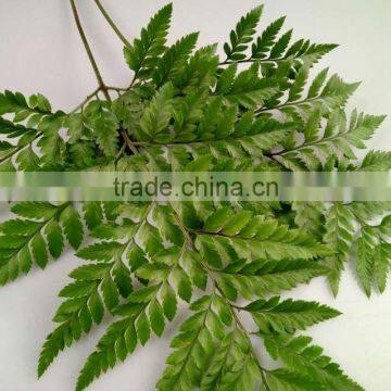 Best Selling Decorative Cut Leaf Learth Fern For Wedding Car Wholesale From YUNNAN photo-2