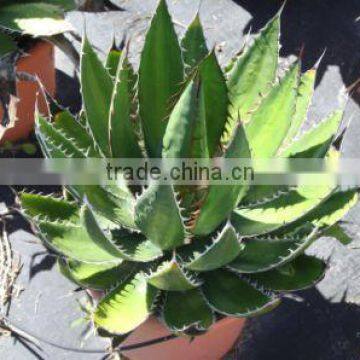 Agave Horrida V. "Perotensis Limon" in 8 Liters Pot photo-3