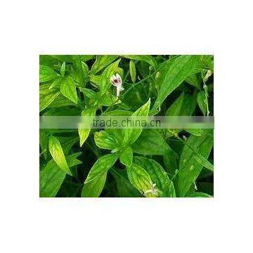 Kalmegh Dry Extract photo-2