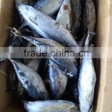 Frozen Bonito photo-2