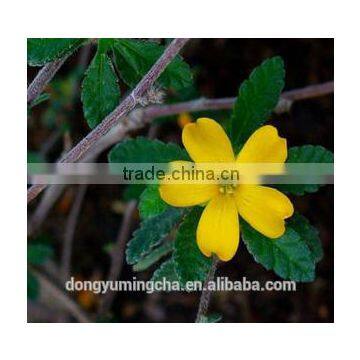 High Quality Damiana Extract 4:1 Male Sex Enhancemant