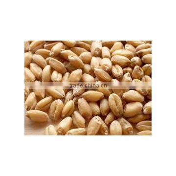 Wheat Bran