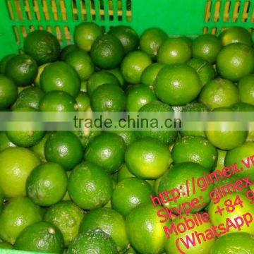 Viet Nam fresh lemon high quality