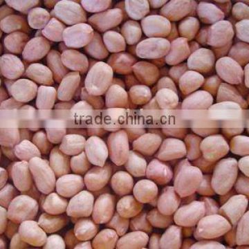 peanut kernels round shape