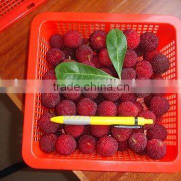 Fresh red high quality bayberry