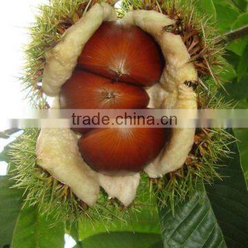 fresh Chinese Chestnut 2011