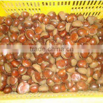 chestnut, supply fresh chestnut, china chestnut for sale, dandong chestnut, laiwu wanxin