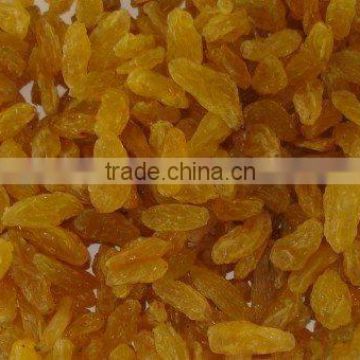 Dried Golden Raisin