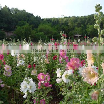 Sale hollyhock seeds/Althaea rosa seeds/ flower seeds for planting