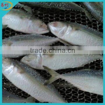 Supply IQF Indian mackerel with wholesale price