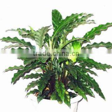 Calathea Mirosha