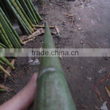 Bamboo ! Bamboo pole