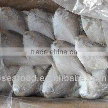 Silver pomfret,New Arrivals