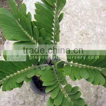 zamia furfuracea small potted