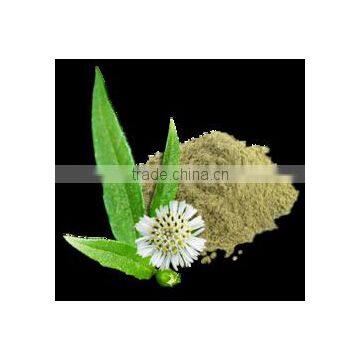 Eclipta Alba photo-2