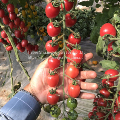 Hot Sale Processing Type Tomato Seed for Planting photo-4