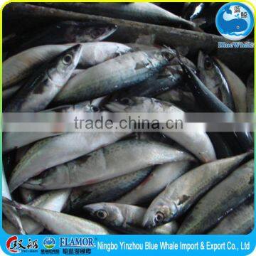 New Frozen Whole Pacific IQF BQF Mackerel on Sale photo-4