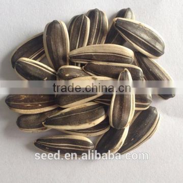 chinese sunflower seeds S3039