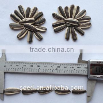 china black sunflower seeds S1402