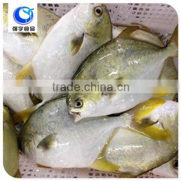 wholesale frozen seafood golden pomfret price