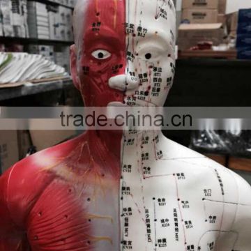 High definition medical teaching model 85CM human semi muscle red and white acupuncture point model