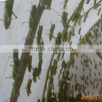 Plastic Protection Netting Insect Mesh Netting