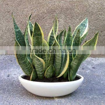 Suitable for garden beautification or potted sansevieria plants