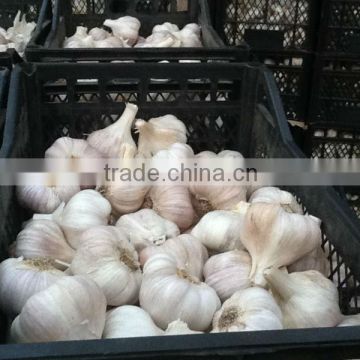 Fresh Egyptian ( Red & White )Garlic