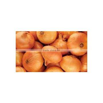 yellow onion new harvest