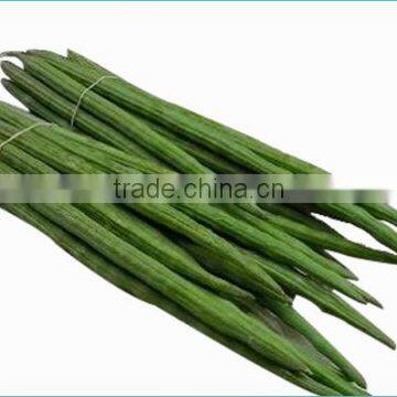 Organic Drumstick Vegetable