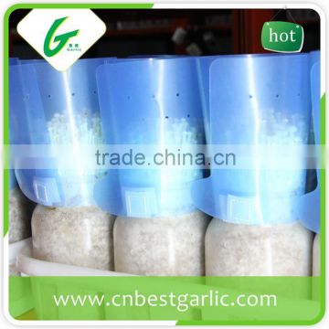 Common fresh enoki mushroom extract