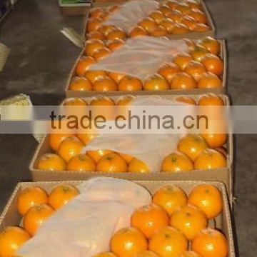 Fresh mandarin - Citrus