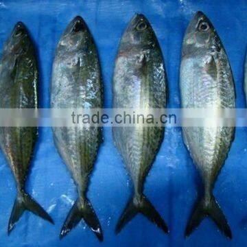 frozen indian mackerel fish price from China