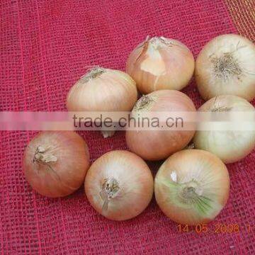Gold Onion ( Crops 2013) photo-6
