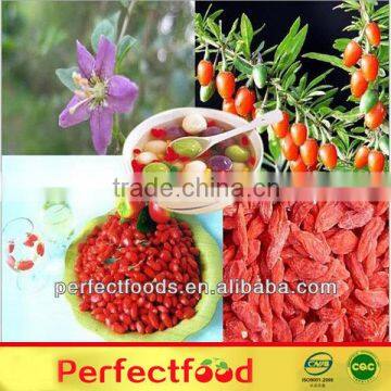 Goji Berry LYCIUM BARBARUM photo-6