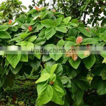 Natural Plants Ficus Auriculata
